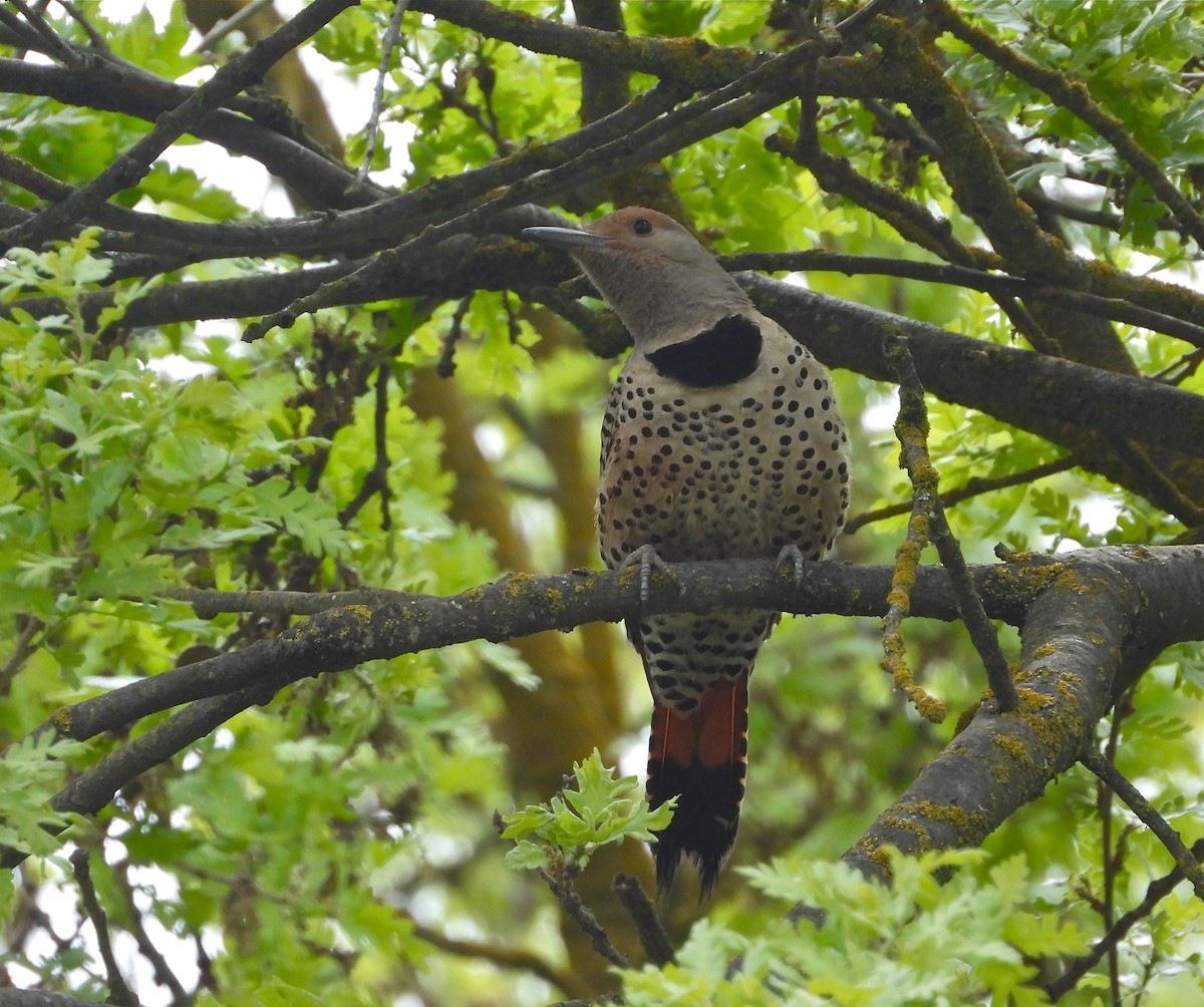 Northern Flicker - ML223106501