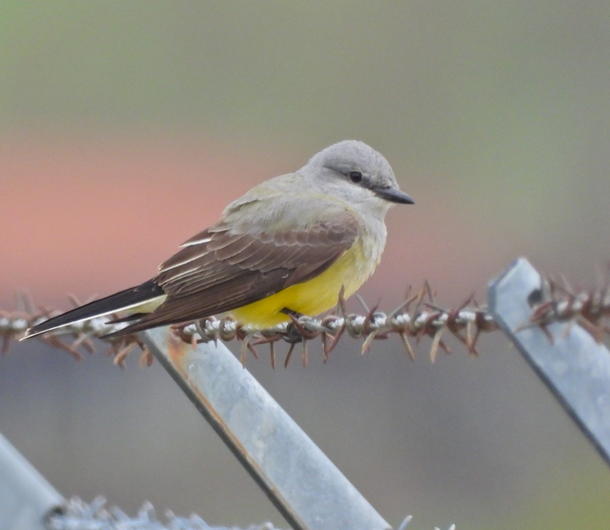 Schmalschnabel-Königstyrann - ML223106511