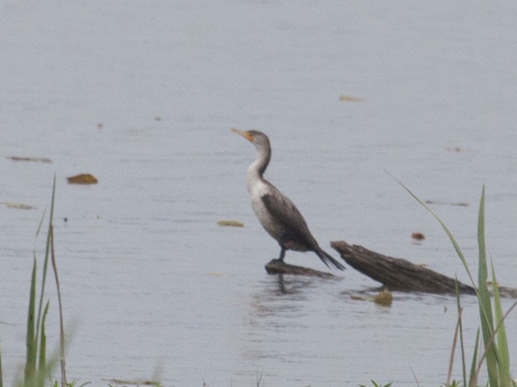 Double-crested Cormorant - ML223107171