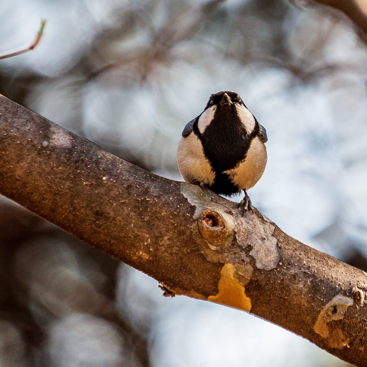 Japanese Tit - ML223108671