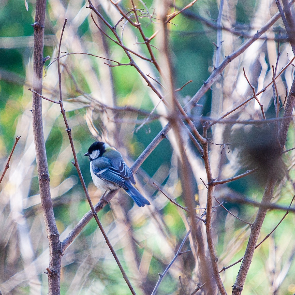 Japanese Tit - ML223108681