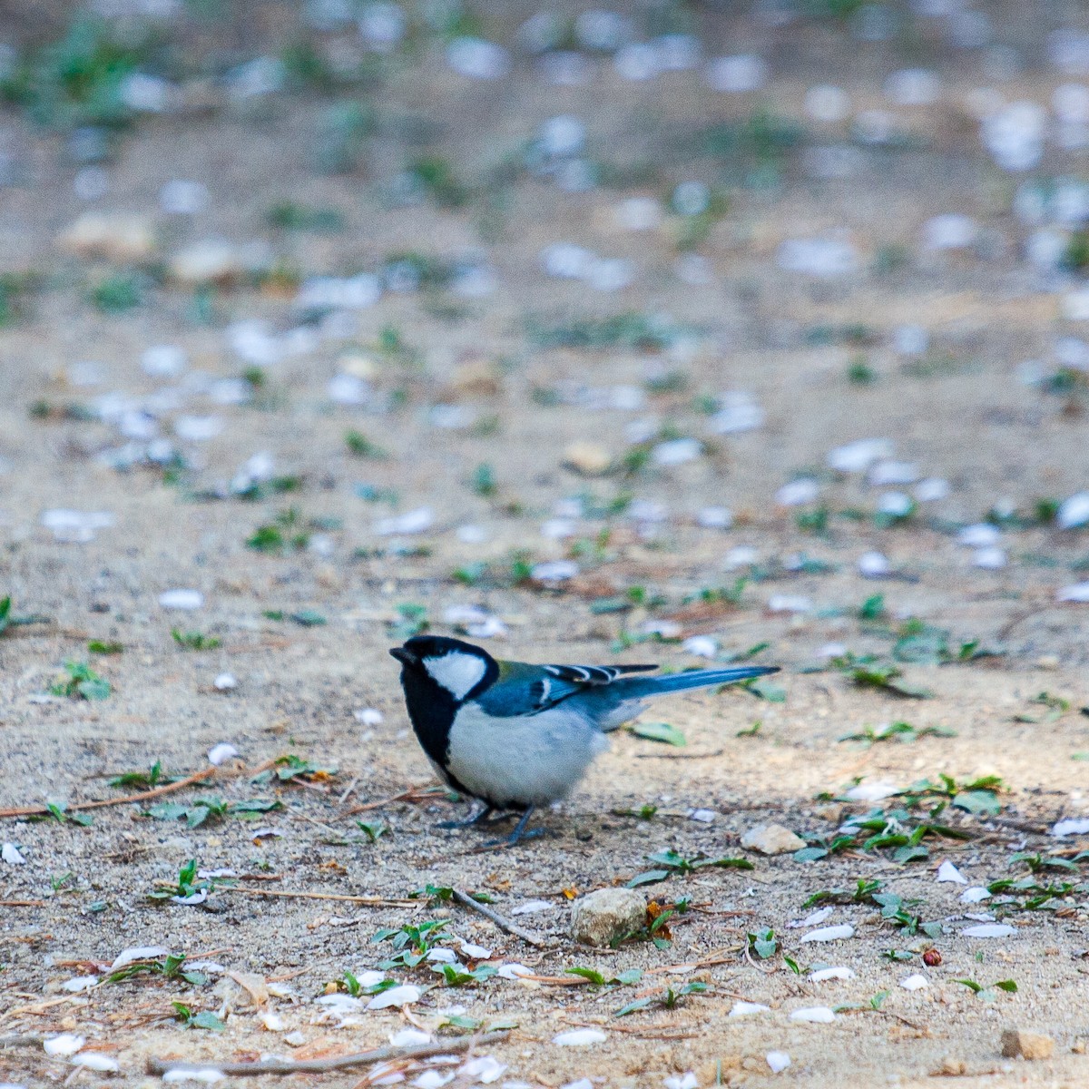 Japanese Tit - ML223108691