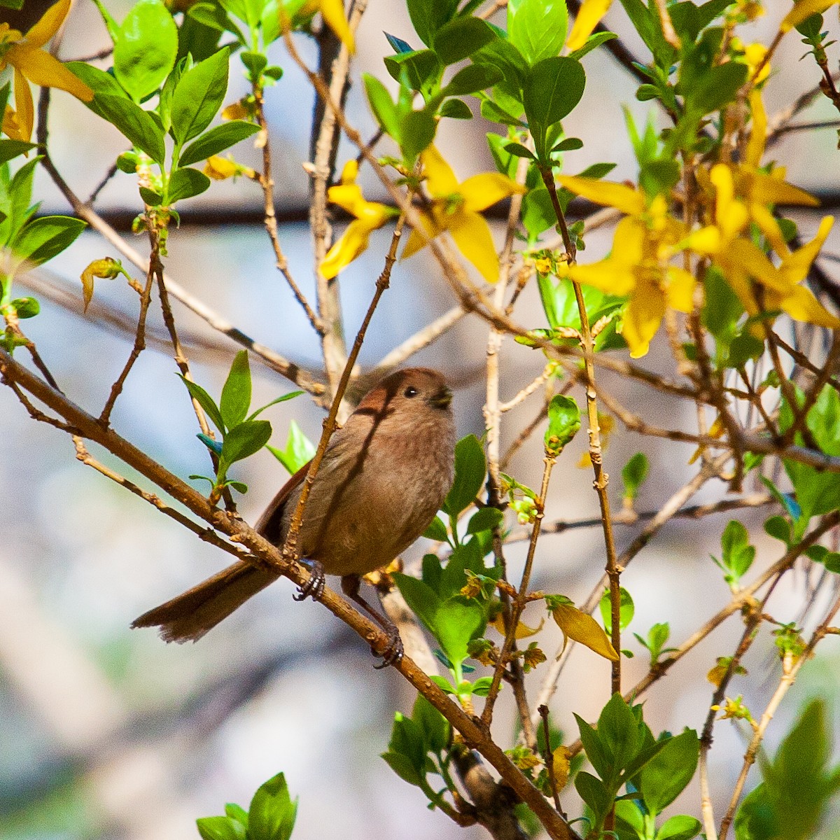 Vinous-throated Parrotbill - ML223108711