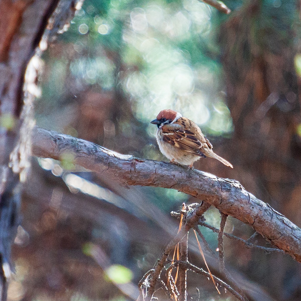 Eurasian Tree Sparrow - ML223108761