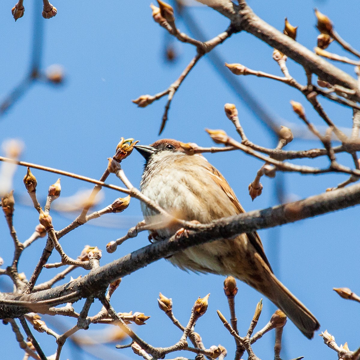 Eurasian Tree Sparrow - ML223108771