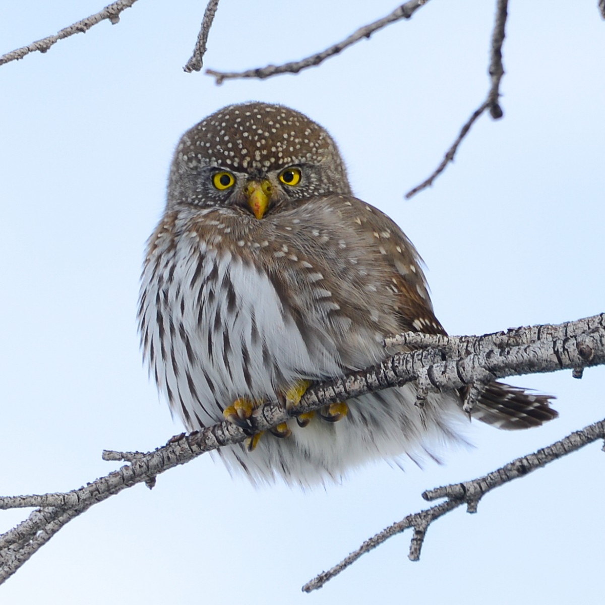 Northern Pygmy-Owl - ML22310961