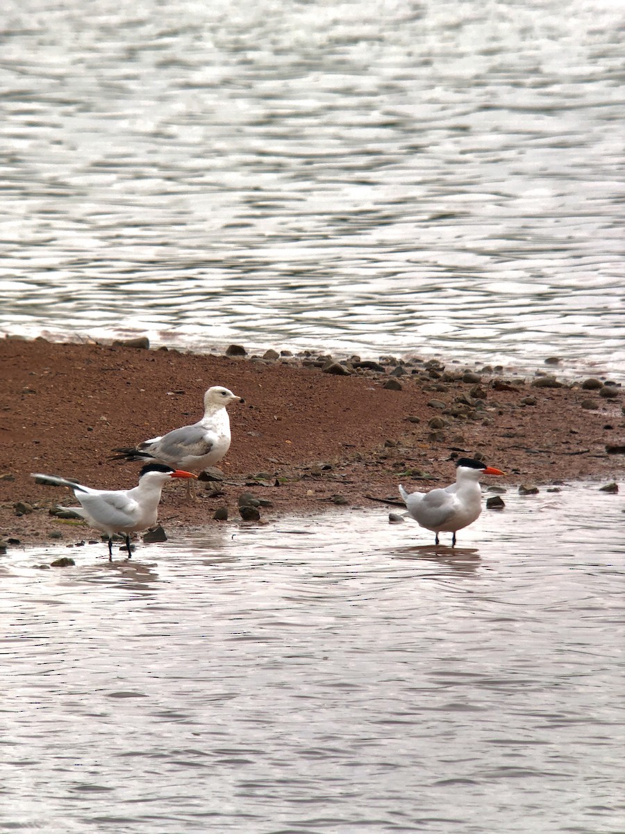 Caspian Tern - Jeremy Rardin