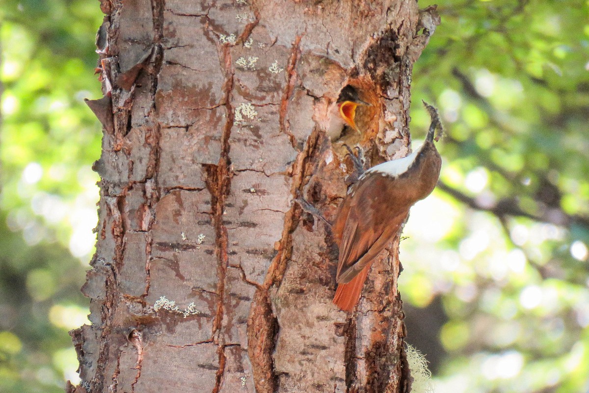 White-throated Treerunner - Maria del Castillo