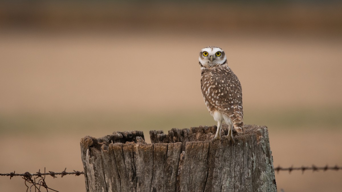 Burrowing Owl - ML223110931