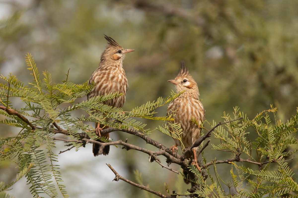 Lark-like Brushrunner - Pablo Re