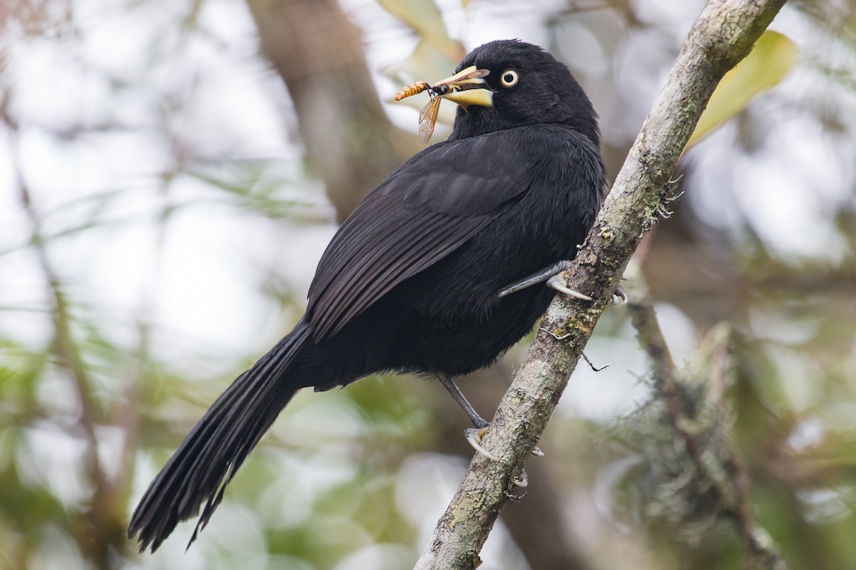 Yellow-billed Cacique - ML223112631