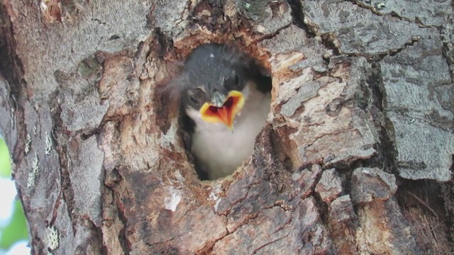 White-throated Treerunner - ML223113191