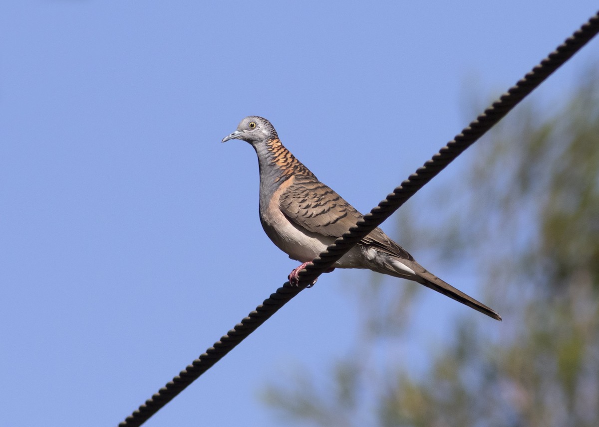 Bar-shouldered Dove - Stephen Murray