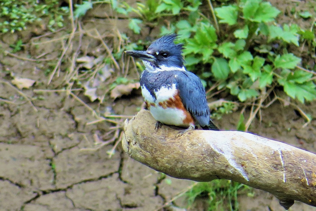 Belted Kingfisher - ML223113291