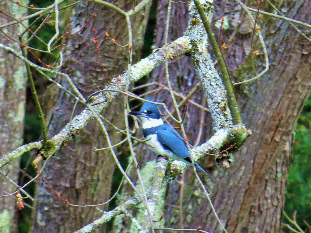 Belted Kingfisher - ML223113381