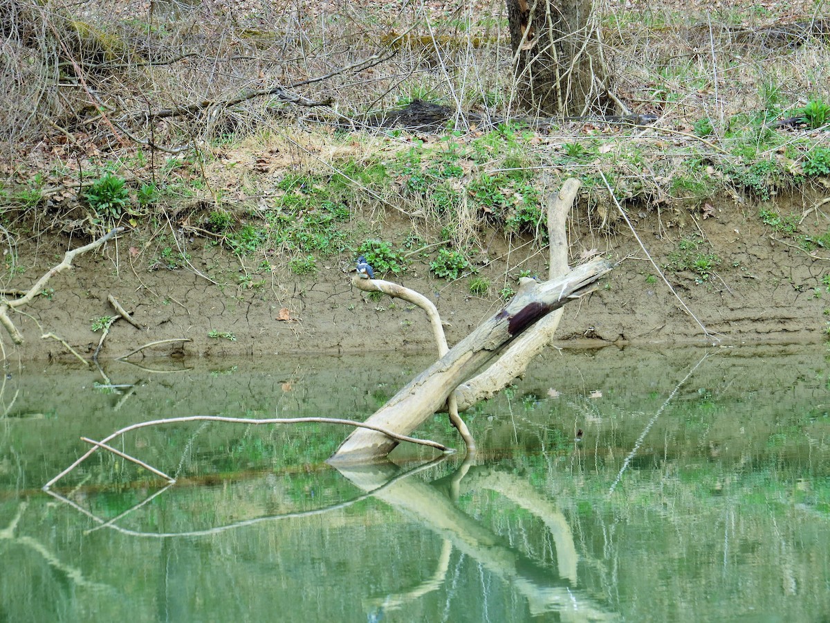 Belted Kingfisher - ML223113611