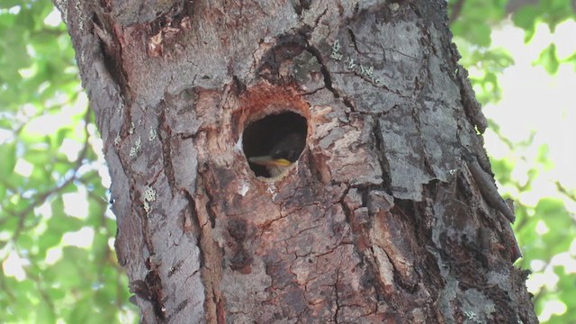 White-throated Treerunner - ML223113621