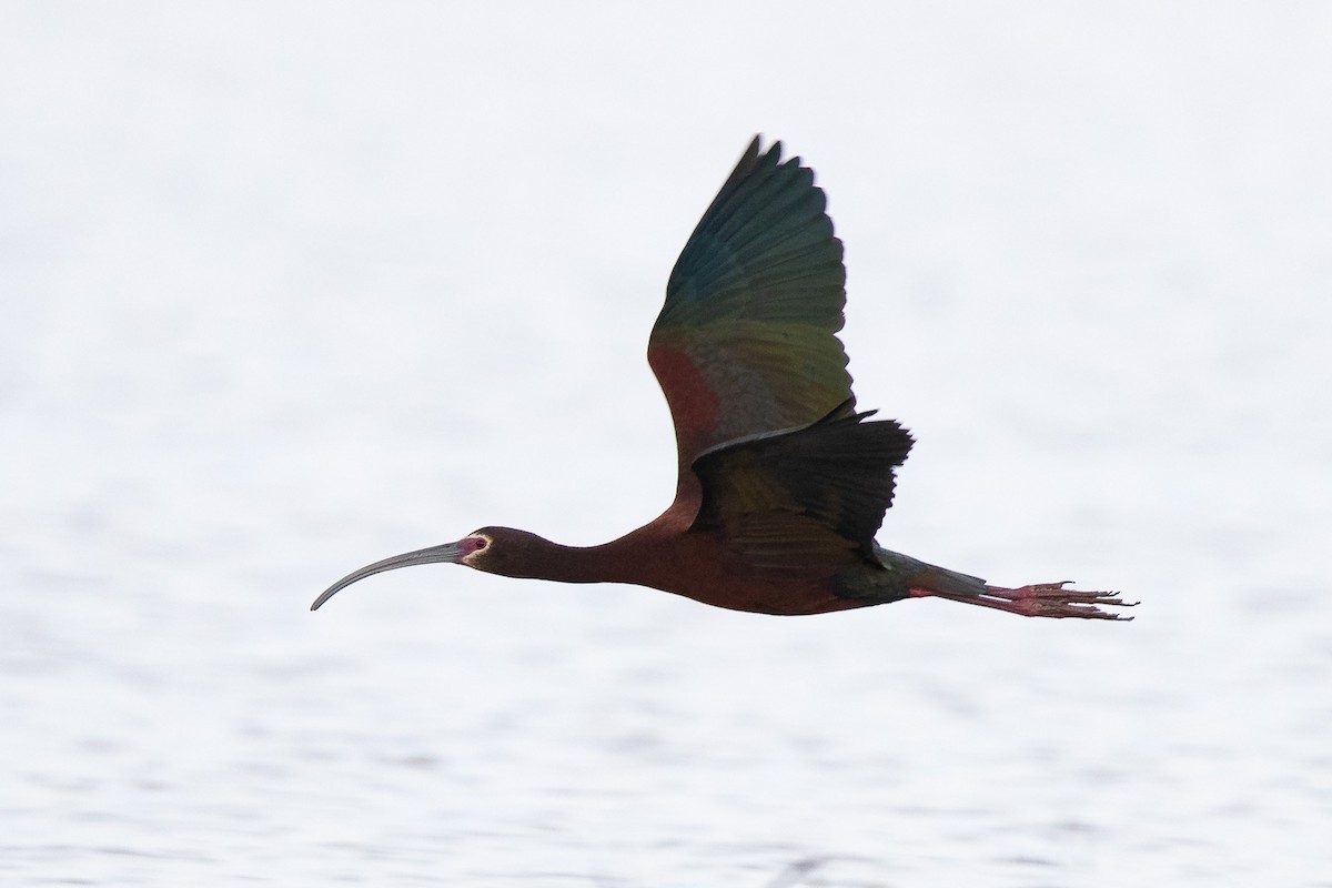 ibis americký - ML223113691
