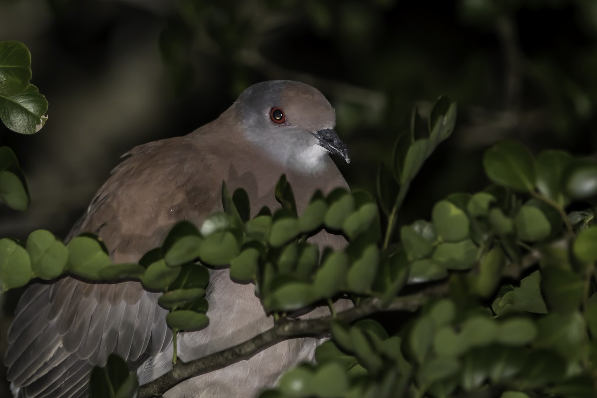 Pale-vented Pigeon - ML223116961