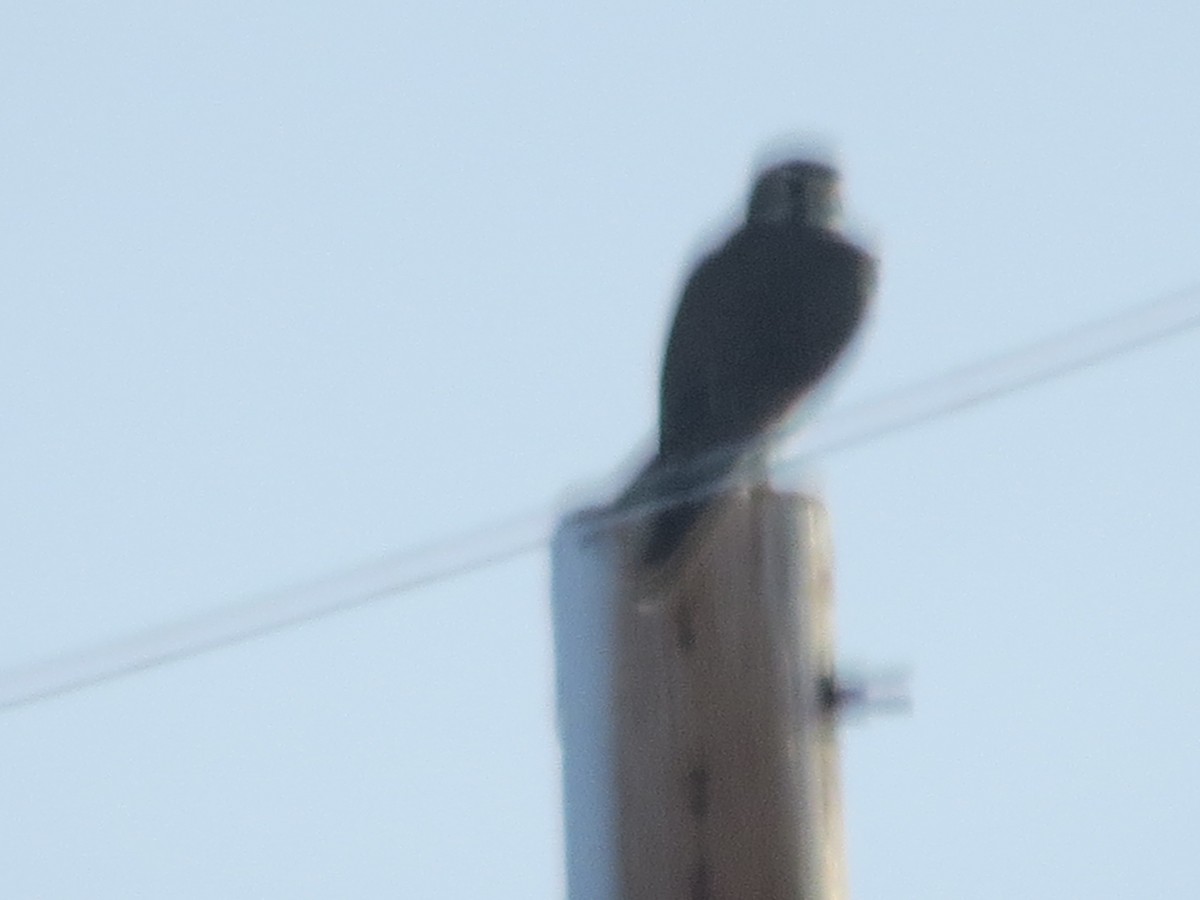 Prairie Falcon - ML22311901