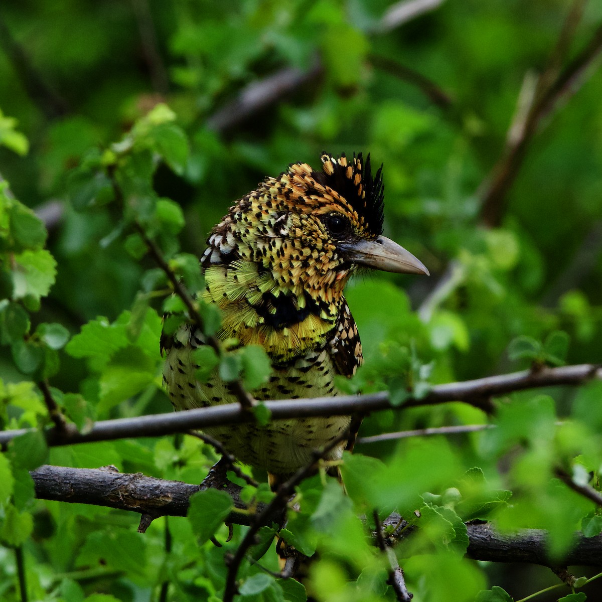 D'Arnaud's Barbet - Peder Svingen