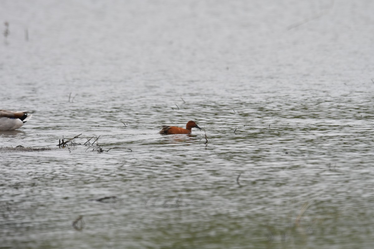 Cinnamon Teal - ML223121601