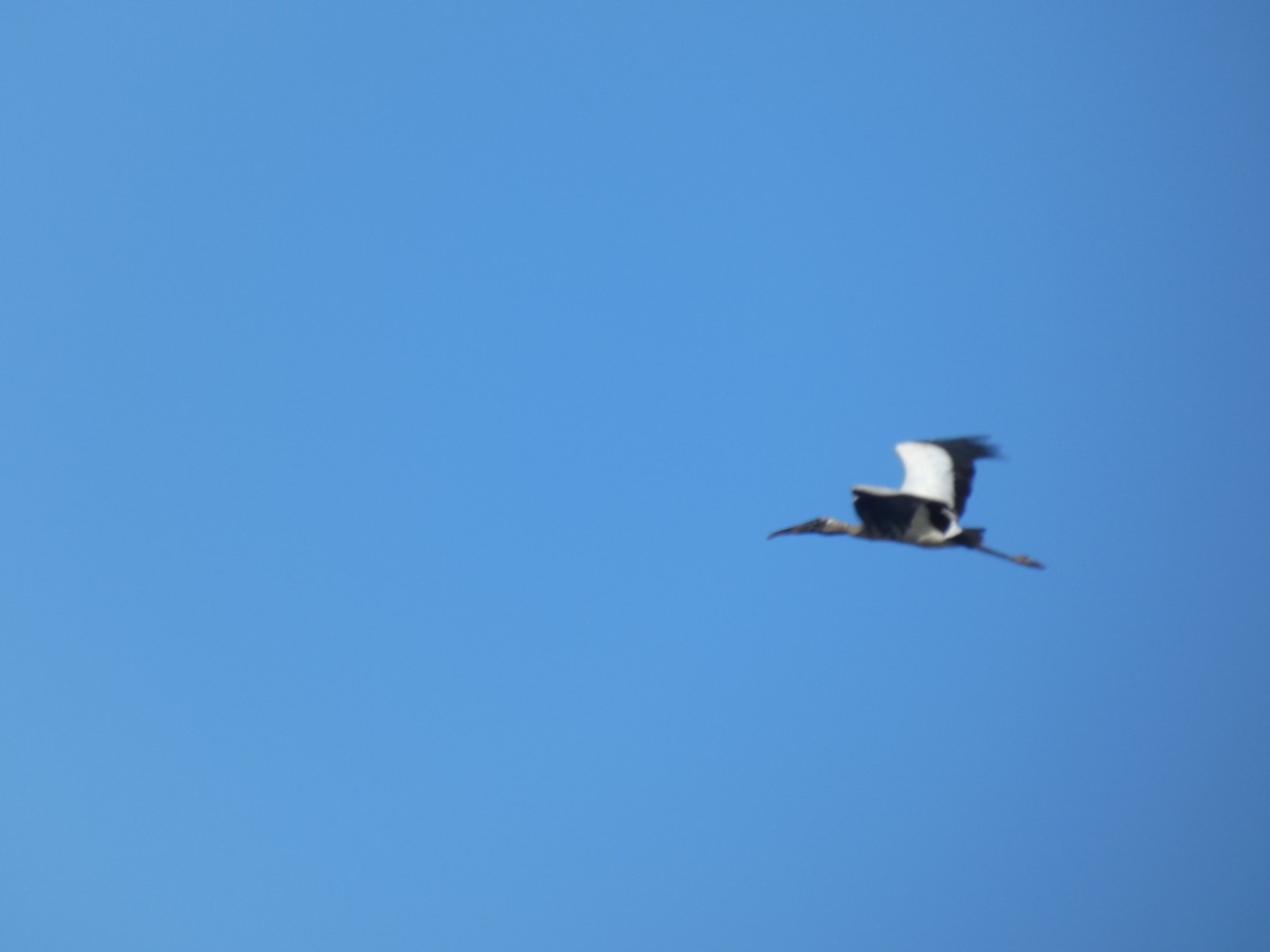 Wood Stork - ML223122081