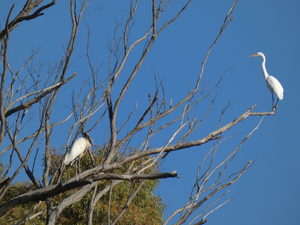 Wood Stork - Jorge  Galaz Aguilera