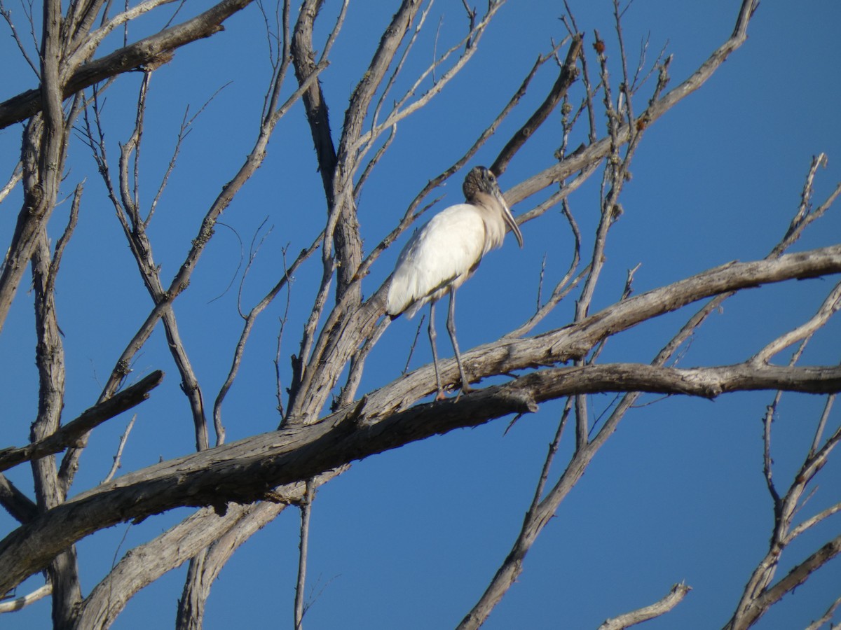 Wood Stork - ML223122331