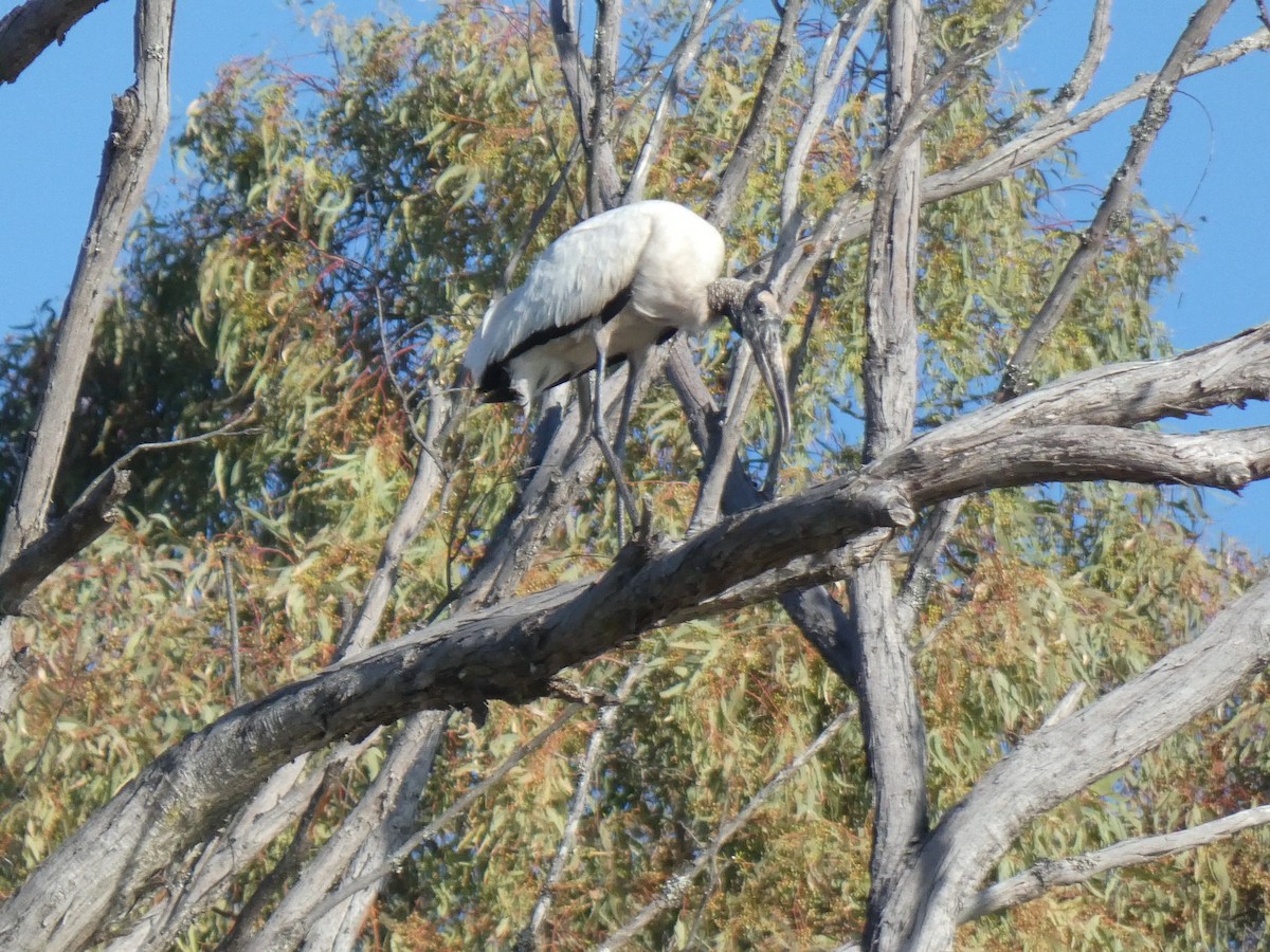 Wood Stork - Jorge  Galaz Aguilera