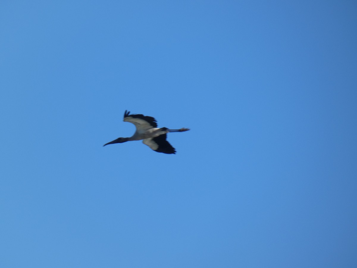 Wood Stork - Jorge  Galaz Aguilera