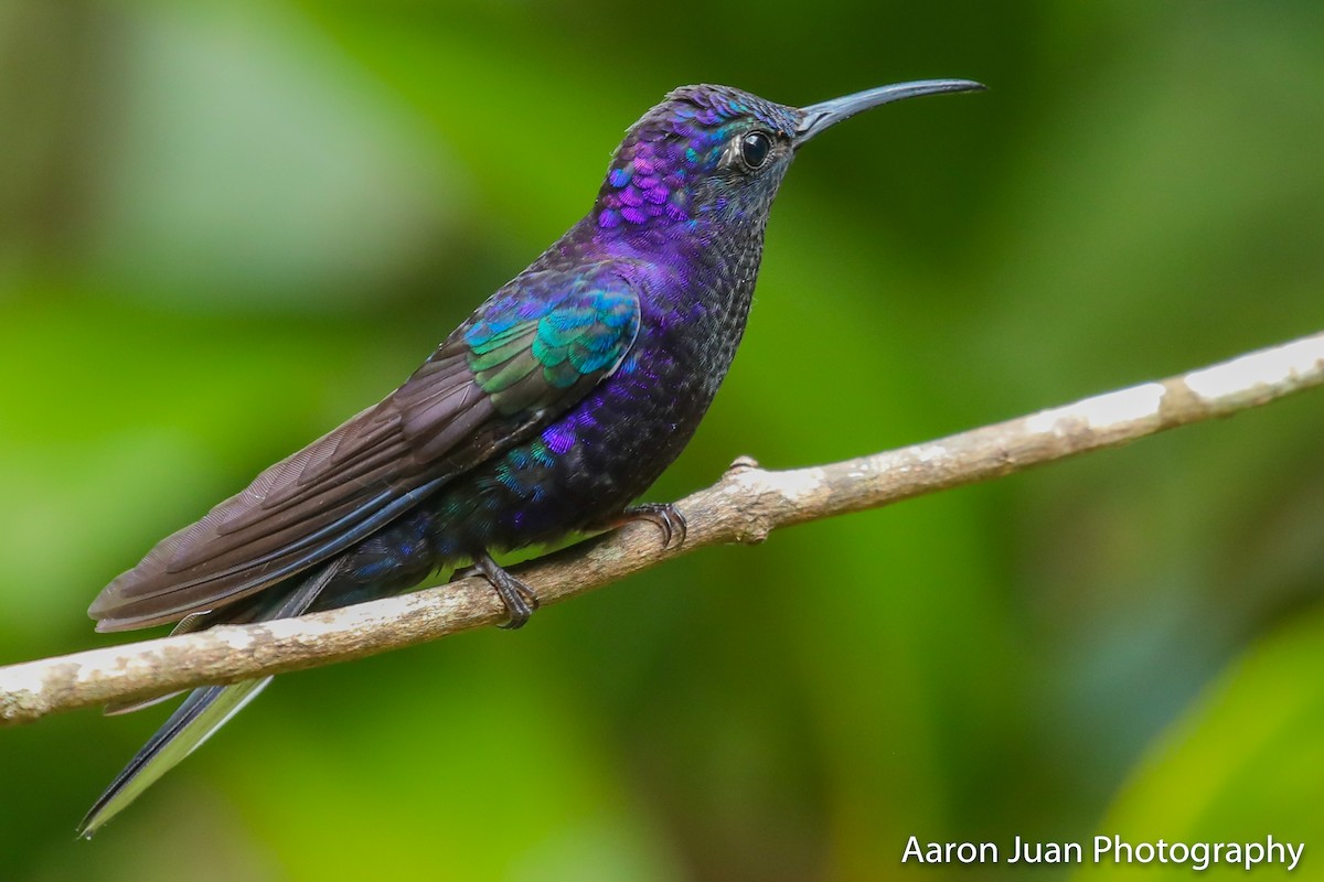 Colibrí Morado - ML223124341