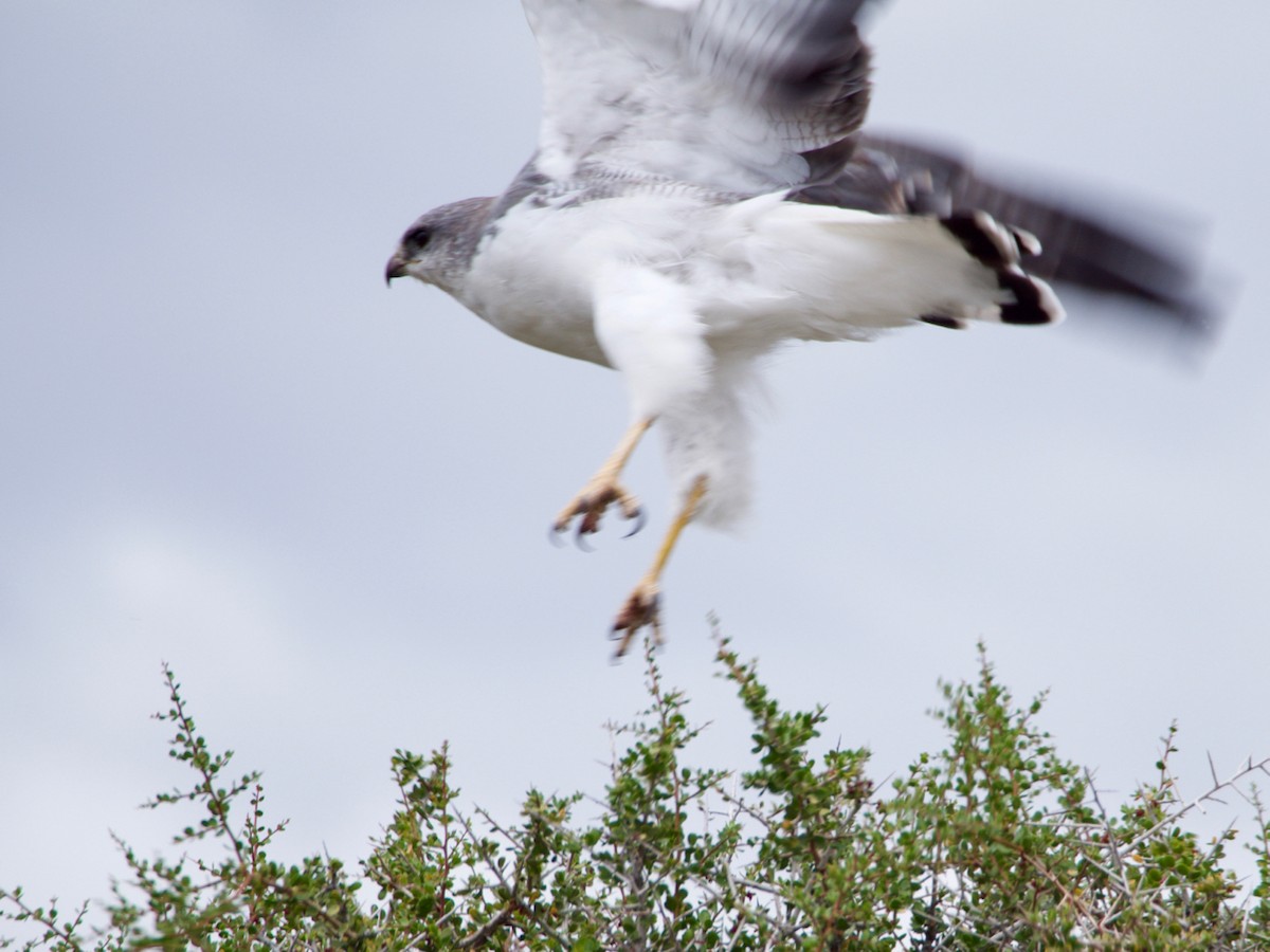 Variable Hawk - Wendy Feltham