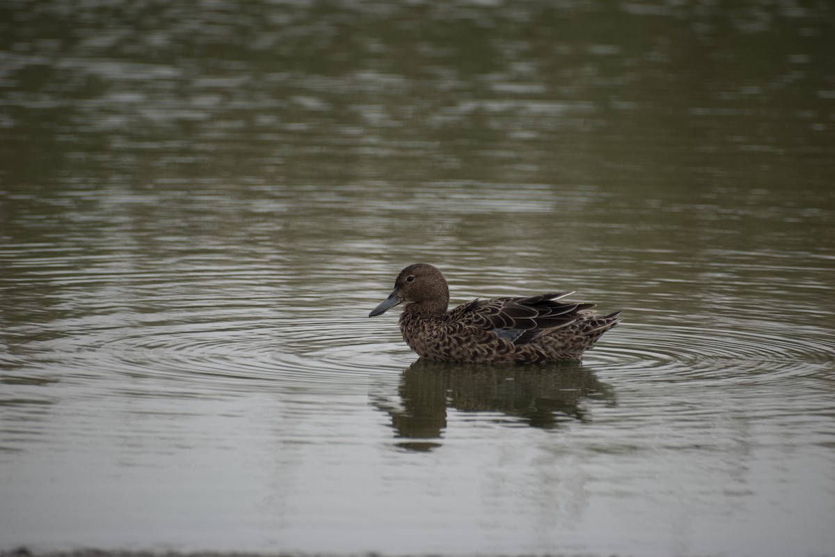 Cinnamon Teal - ML223124981