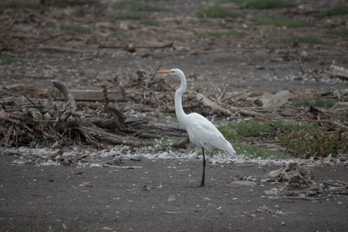 Great Egret - Luis Muñoz Osores