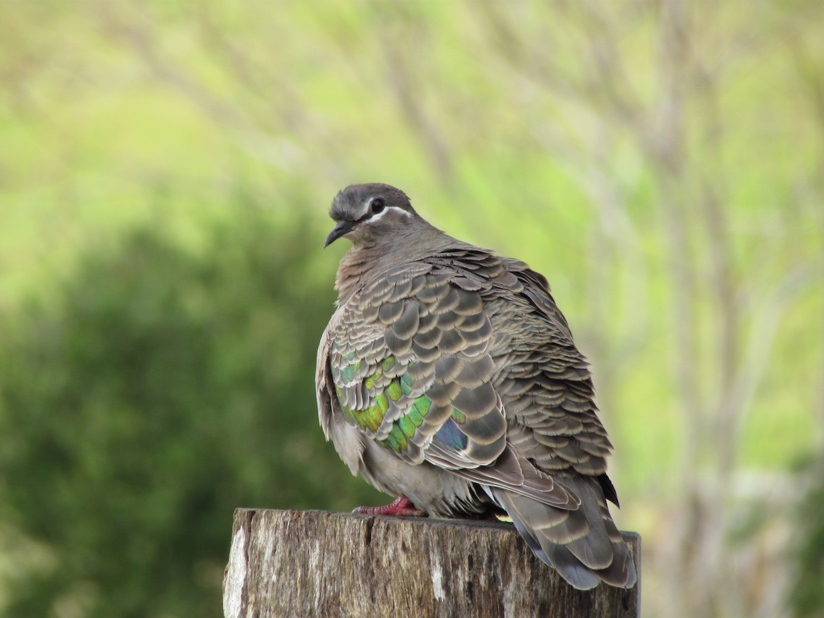 Common Bronzewing - ML22312511