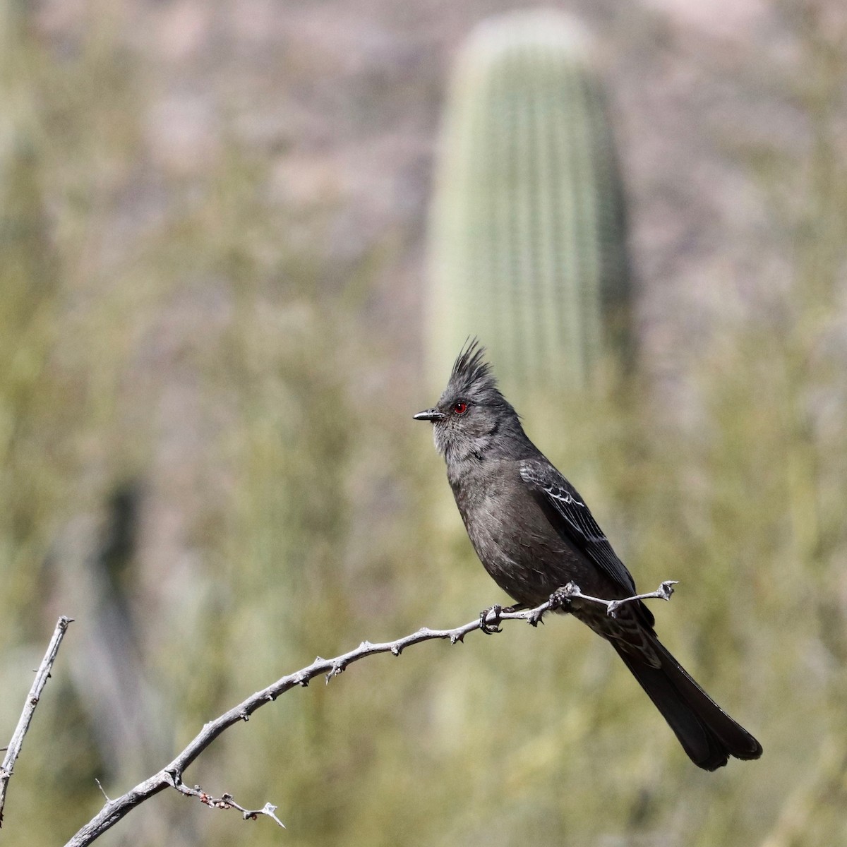 Phainopepla - Kacper Wierzchos