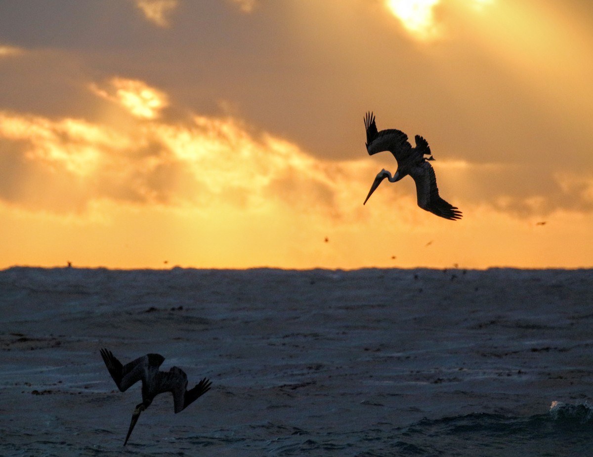 Brown Pelican - ML22312551