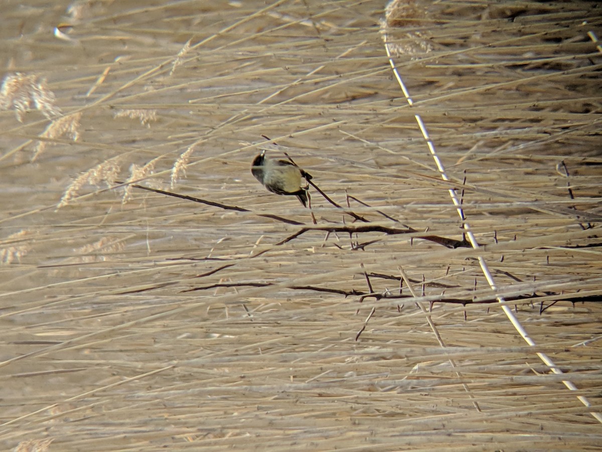 tyranovec domácí - ML223127121