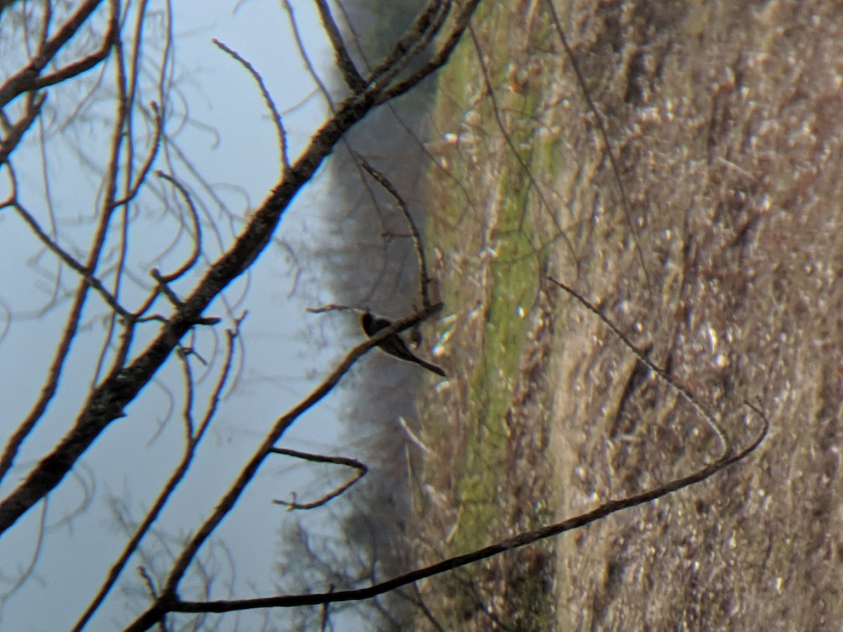 tyranovec domácí - ML223127141