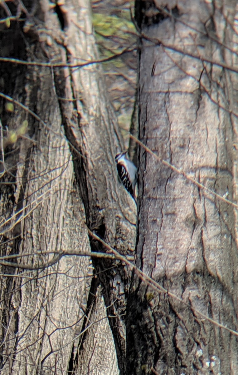 strakapoud osikový - ML223127161