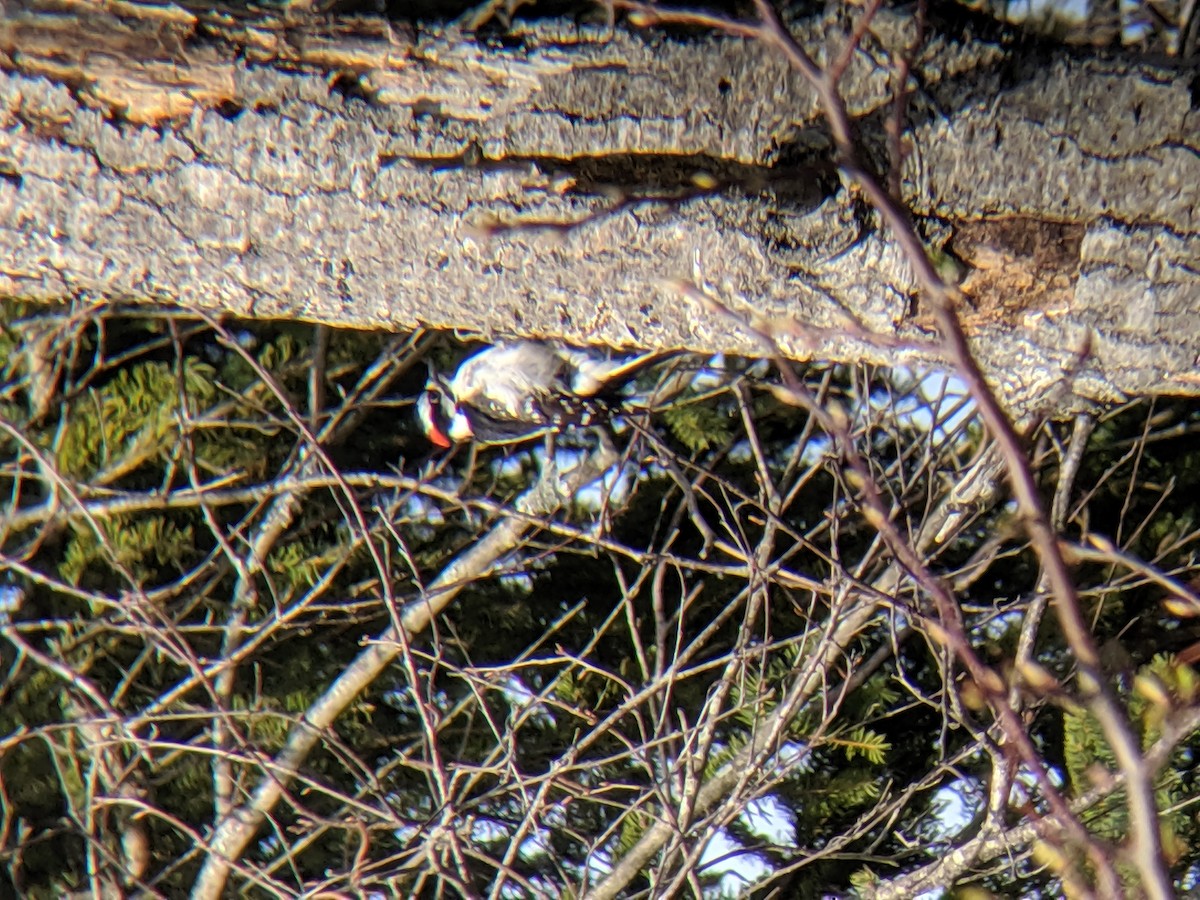 strakapoud osikový - ML223127321