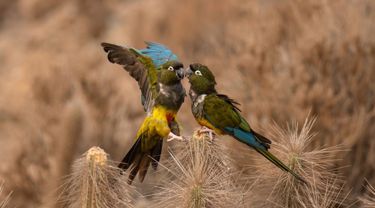 Burrowing Parakeet - ML223127881