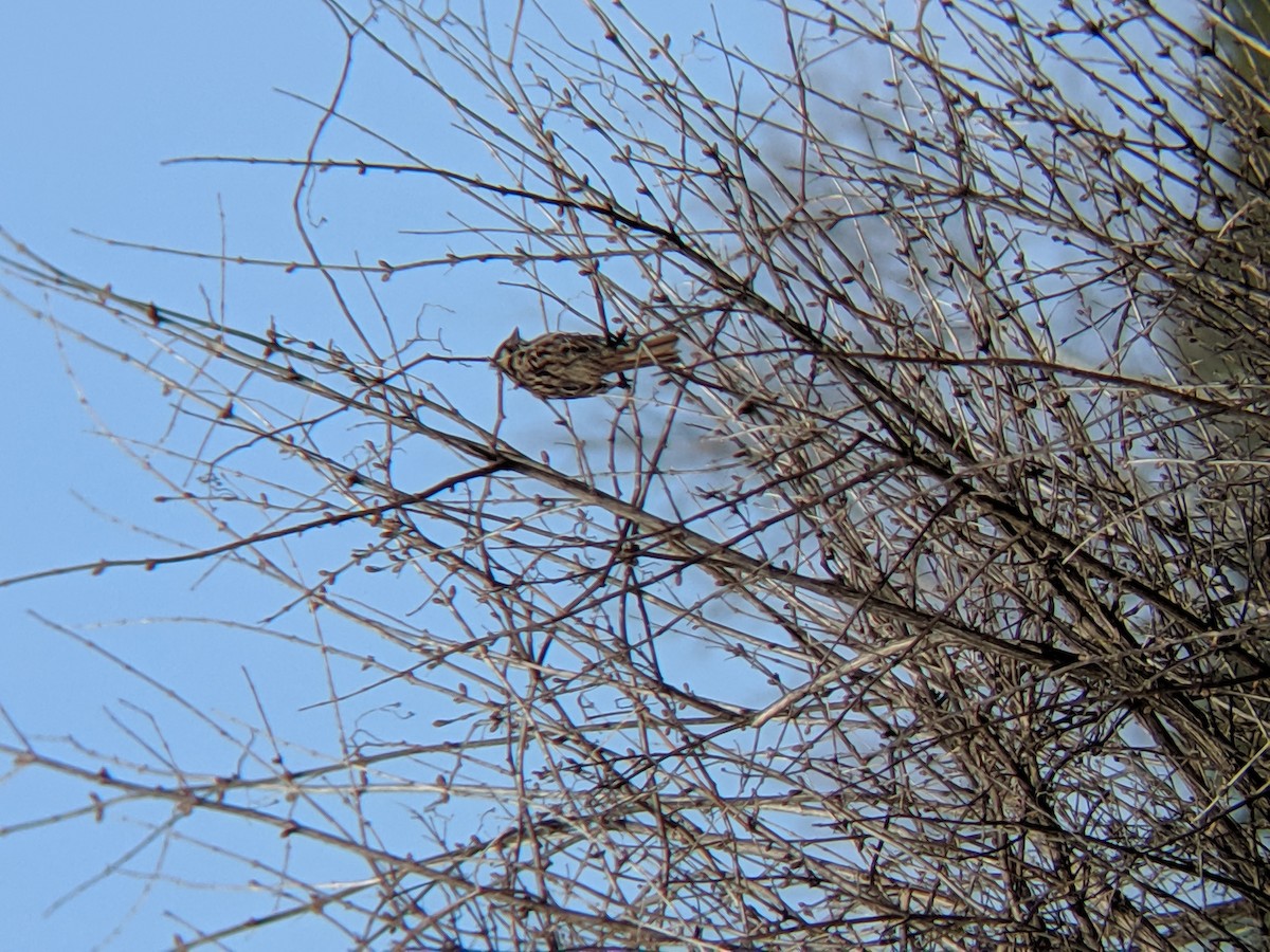 strnadec zpěvný - ML223128501