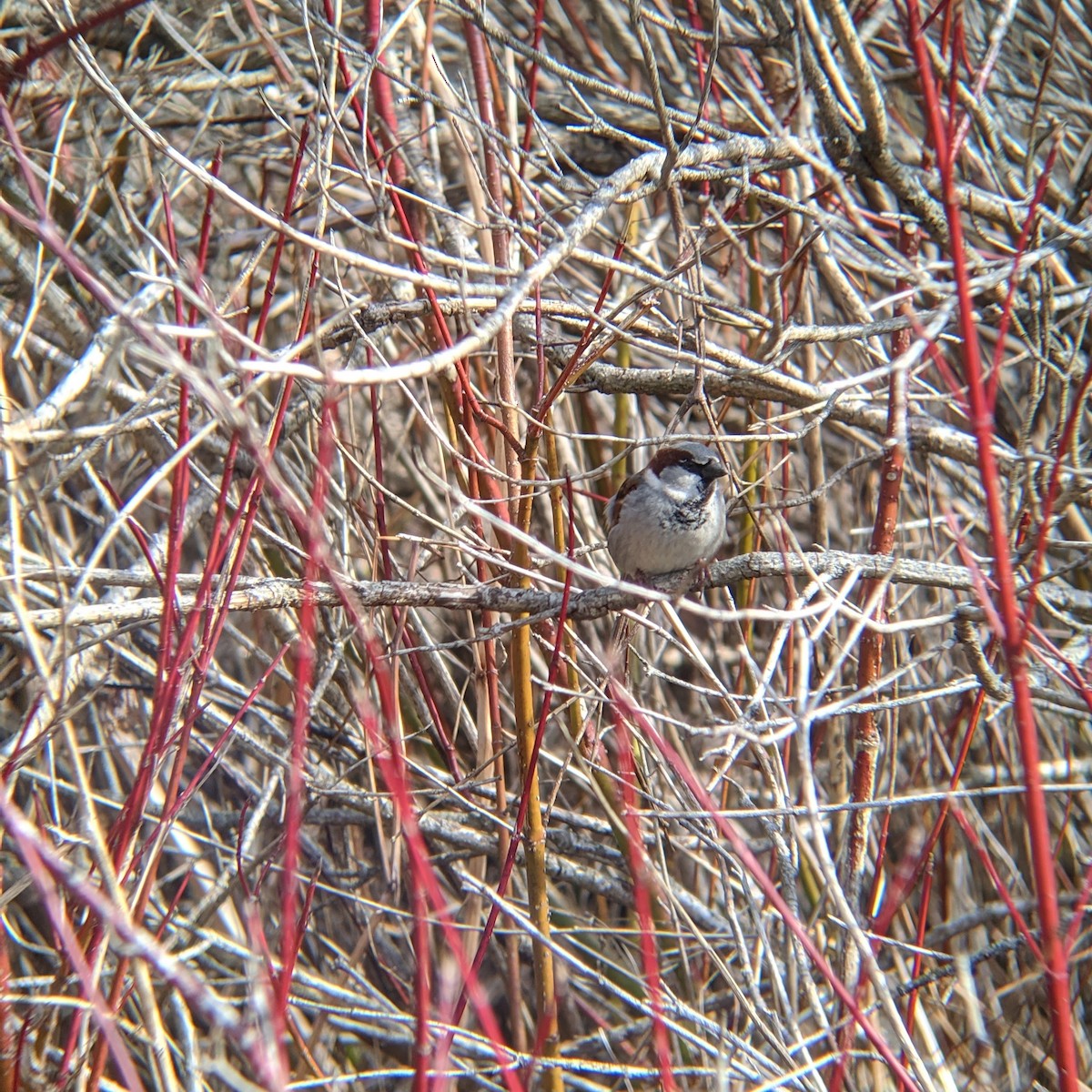 vrabec domácí - ML223128701