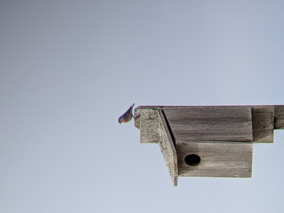 salašník modrý - ML223129051