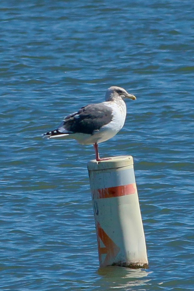 Slaty-backed Gull - ML223129171