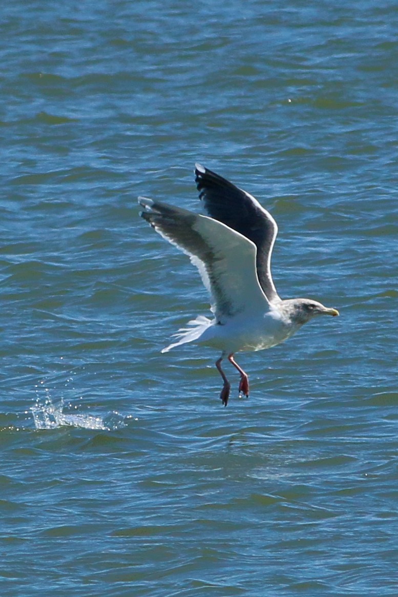 Gaviota de Kamchatka - ML223129221