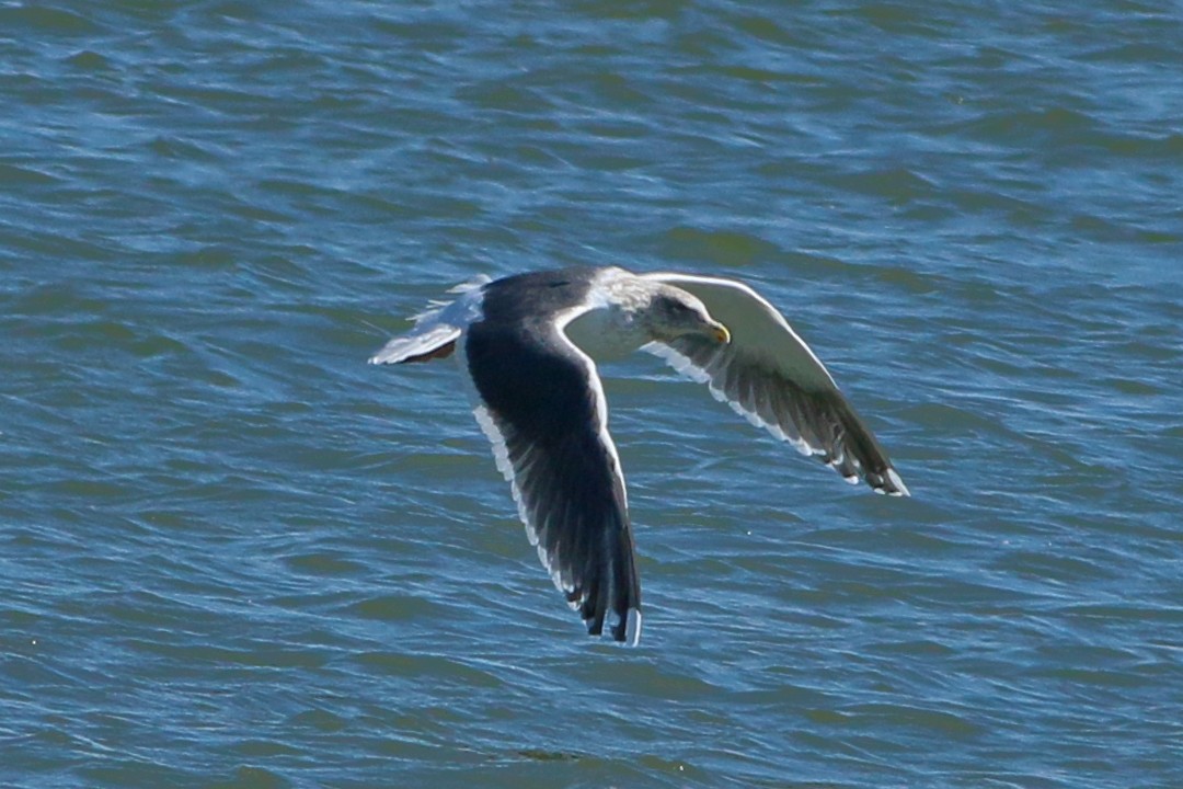 Gaviota de Kamchatka - ML223129271