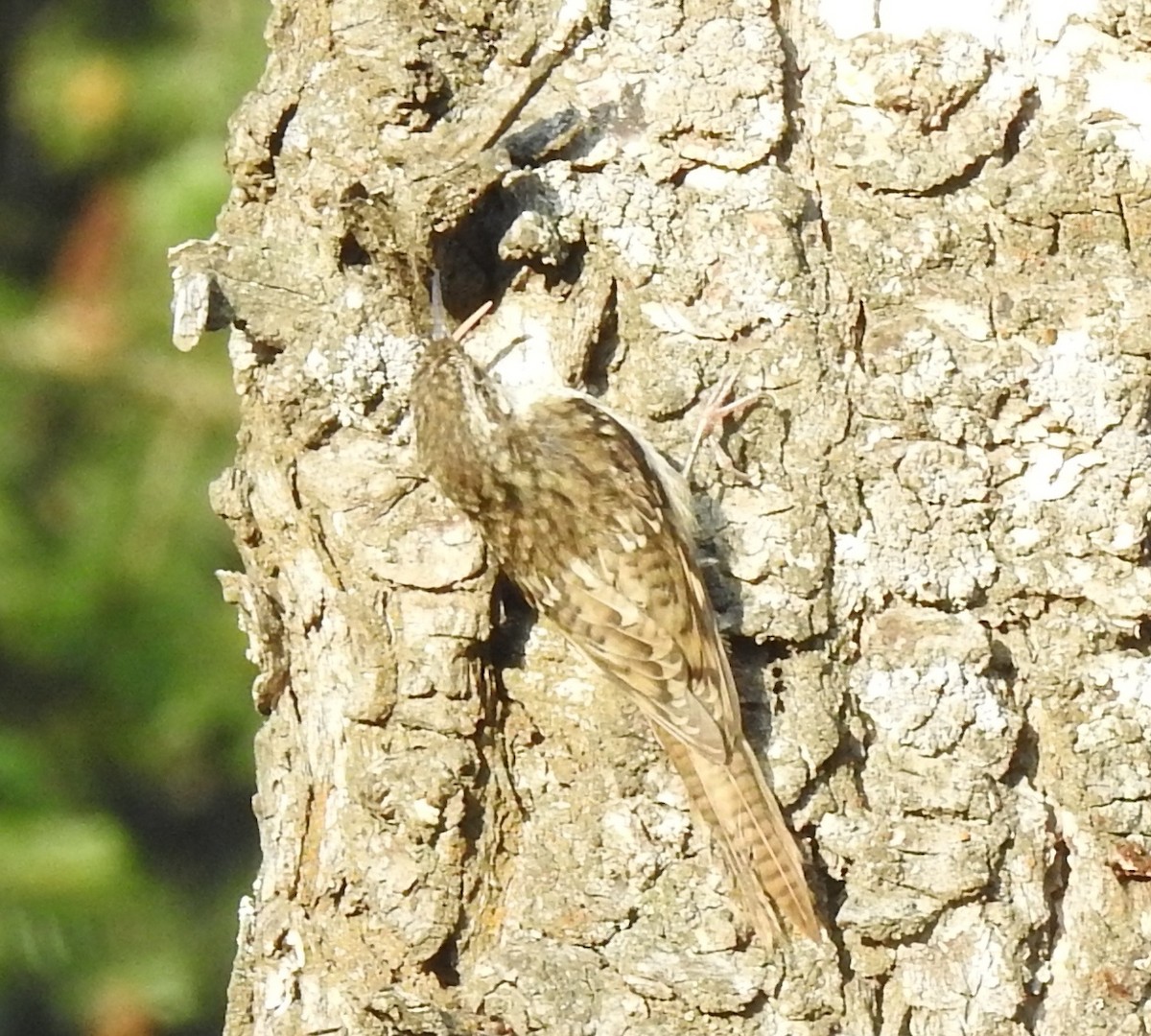 Bar-tailed Treecreeper - Rama M V